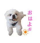 ラブペキニーズ2（個別スタンプ：6）
