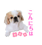 ラブペキニーズ2（個別スタンプ：7）
