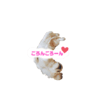 ラブペキニーズ2（個別スタンプ：9）
