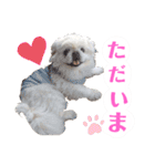 ラブペキニーズ2（個別スタンプ：13）
