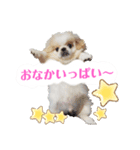 ラブペキニーズ2（個別スタンプ：15）