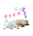 ラブペキニーズ2（個別スタンプ：16）