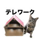 猫のぎんこ 写真スタンプ3（個別スタンプ：5）