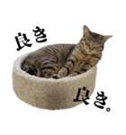 猫のぎんこ 写真スタンプ3（個別スタンプ：20）