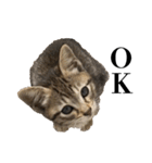 猫のぎんこ 写真スタンプ3（個別スタンプ：21）