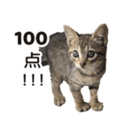 猫のぎんこ 写真スタンプ3（個別スタンプ：23）