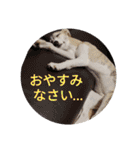 我が家のウィペット（個別スタンプ：1）