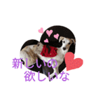 我が家のウィペット（個別スタンプ：4）