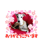 我が家のウィペット（個別スタンプ：9）