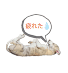 我が家のウィペット（個別スタンプ：12）