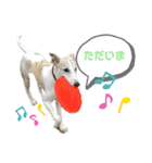 我が家のウィペット（個別スタンプ：18）