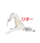 我が家のウィペット（個別スタンプ：21）