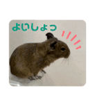 3びきのこねずみ（個別スタンプ：9）