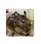 3びきのこねずみ（個別スタンプ：11）
