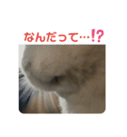 3びきのこねずみ（個別スタンプ：28）