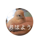 動物ラインスタンプ ピクニカスタンプ2（個別スタンプ：1）