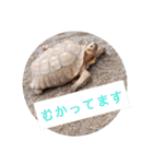 動物ラインスタンプ ピクニカスタンプ2（個別スタンプ：5）
