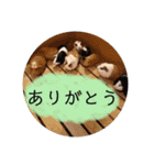 動物ラインスタンプ ピクニカスタンプ2（個別スタンプ：11）