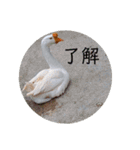 動物ラインスタンプ ピクニカスタンプ2（個別スタンプ：12）