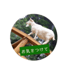 動物ラインスタンプ ピクニカスタンプ2（個別スタンプ：15）
