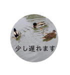 動物ラインスタンプ ピクニカスタンプ2（個別スタンプ：16）
