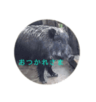 動物ラインスタンプ ピクニカスタンプ2（個別スタンプ：17）