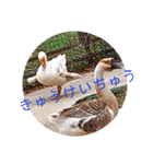 動物ラインスタンプ ピクニカスタンプ2（個別スタンプ：18）