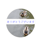 動物ラインスタンプ ピクニカスタンプ2（個別スタンプ：23）