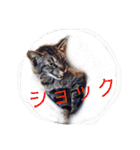 動物ラインスタンプ ピクニカスタンプ2（個別スタンプ：26）