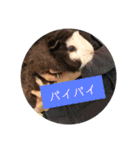 動物ラインスタンプ ピクニカスタンプ2（個別スタンプ：31）