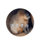 動物ラインスタンプ ピクニカスタンプ2（個別スタンプ：32）