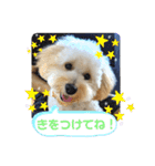 モンジュウロウ君【ポメプー0才】（個別スタンプ：11）