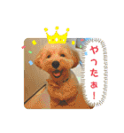 モンジュウロウ君【ポメプー0才】（個別スタンプ：19）