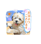 モンジュウロウ君【ポメプー0才】（個別スタンプ：37）