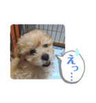 モンジュウロウ君【ポメプー0才】（個別スタンプ：38）