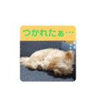 モンジュウロウ君【ポメプー0才】（個別スタンプ：39）