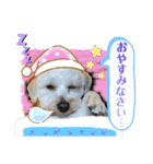 モンジュウロウ君【ポメプー0才】（個別スタンプ：40）