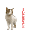 動物1フレーズスタンプ（個別スタンプ：1）