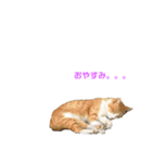 動物1フレーズスタンプ（個別スタンプ：2）