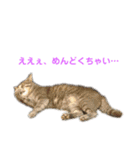 動物1フレーズスタンプ（個別スタンプ：3）