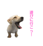 動物1フレーズスタンプ（個別スタンプ：6）