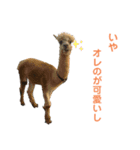 動物1フレーズスタンプ（個別スタンプ：7）