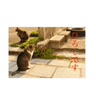 動物1フレーズスタンプ（個別スタンプ：16）