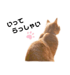 茶トラのトラモフ2 あいさつ編（個別スタンプ：2）