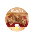 茶トラのトラモフ2 あいさつ編（個別スタンプ：6）