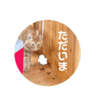 茶トラのトラモフ2 あいさつ編（個別スタンプ：9）