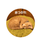 茶トラのトラモフ2 あいさつ編（個別スタンプ：12）