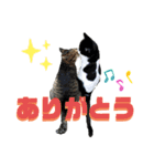 あずきとミルク（個別スタンプ：6）