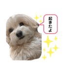 でにれおちゃん（個別スタンプ：16）