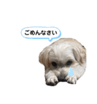 でにれおちゃん（個別スタンプ：17）